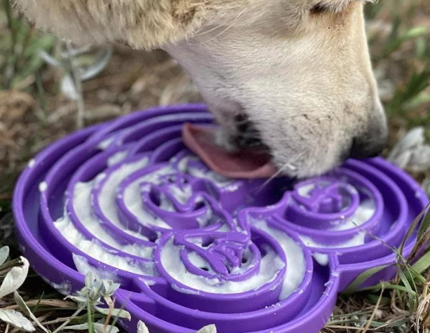 Feeding Time Revolution: How Innovative Dog Supplies Are Changing Pet Care