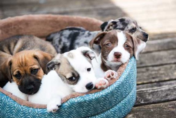 The Ultimate Checklist for Essential Dog Supplies Every Owner Should Know