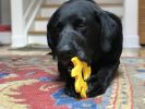 "Dog Durable Chew Toy" by Soda Pup