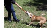Pet Pop Top Rubber Tug Dog Toy by "Soda Pup"