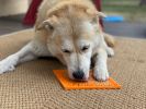 Zombie Design Emat Enrichment Lick Mat That Calms Your Pet