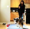 "Interactive Indoor Ball" by Chuckit - Soft and Resilient