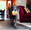 "Dog Interactive Indoor Ball" by Chuckit - Soft and Resilient