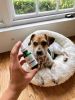 "Treat Your Pet With Miracolo Oil" by Spina Organics