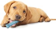 "Puppy Dental Chew Toy Bone" by Nylabone