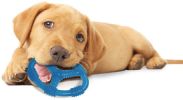 Nylabone Puppy Chew Ring Peanut Butter Toy - Wolf Made of Soft Rubber
