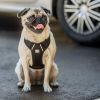 GF Pet Travel Harness for Cars - Black