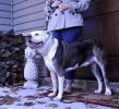 "Dog Durable Titan Pinch Chrome Plated Training Collar" by Coastal Pet