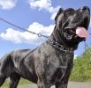 "Dog Durable Titan Pinch Chrome Plated Training Collar" by Coastal Pet