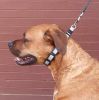 "Coastal Pet Natural Control Training Collar" With Martingale Function