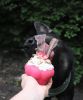 "Soda Pup Cupcake  Dog Chew Toy & Treat Dispenser" Durable Rubber