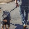 Coastal Pet Traffic Dog Leash Perfect for High Traffic Areas