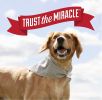 Natures Miracle Deodorizing Bath Wipes for Dogs Clean Breeze Scent Alcohol Free