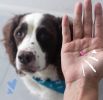 Allergy Relieving PetArmor Antihistamine Medication for Dogs