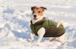 "Puffy Dog Coat" by Fashion Pet Sweater Trim - Olive